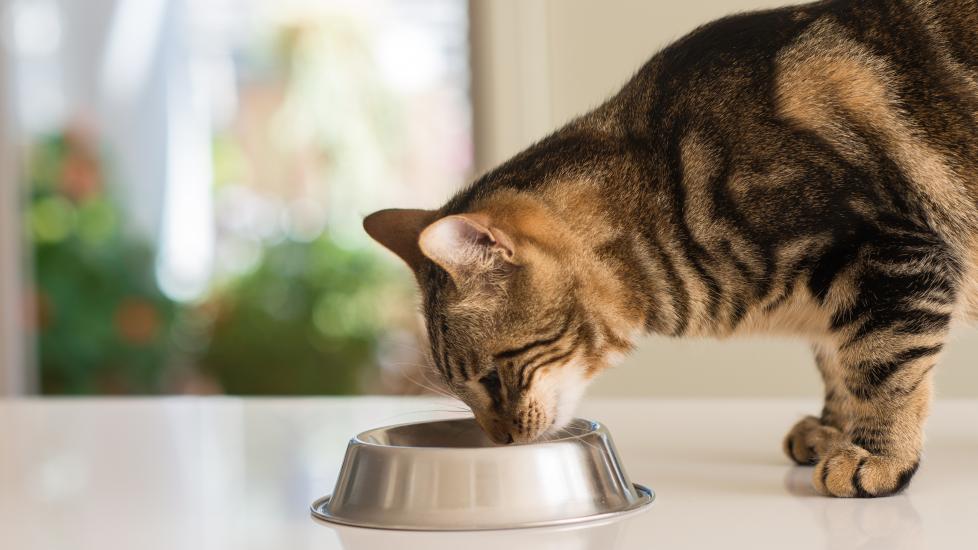 hydrolyzed protein cat food: cat eating out of a food bowl on kitchen counter